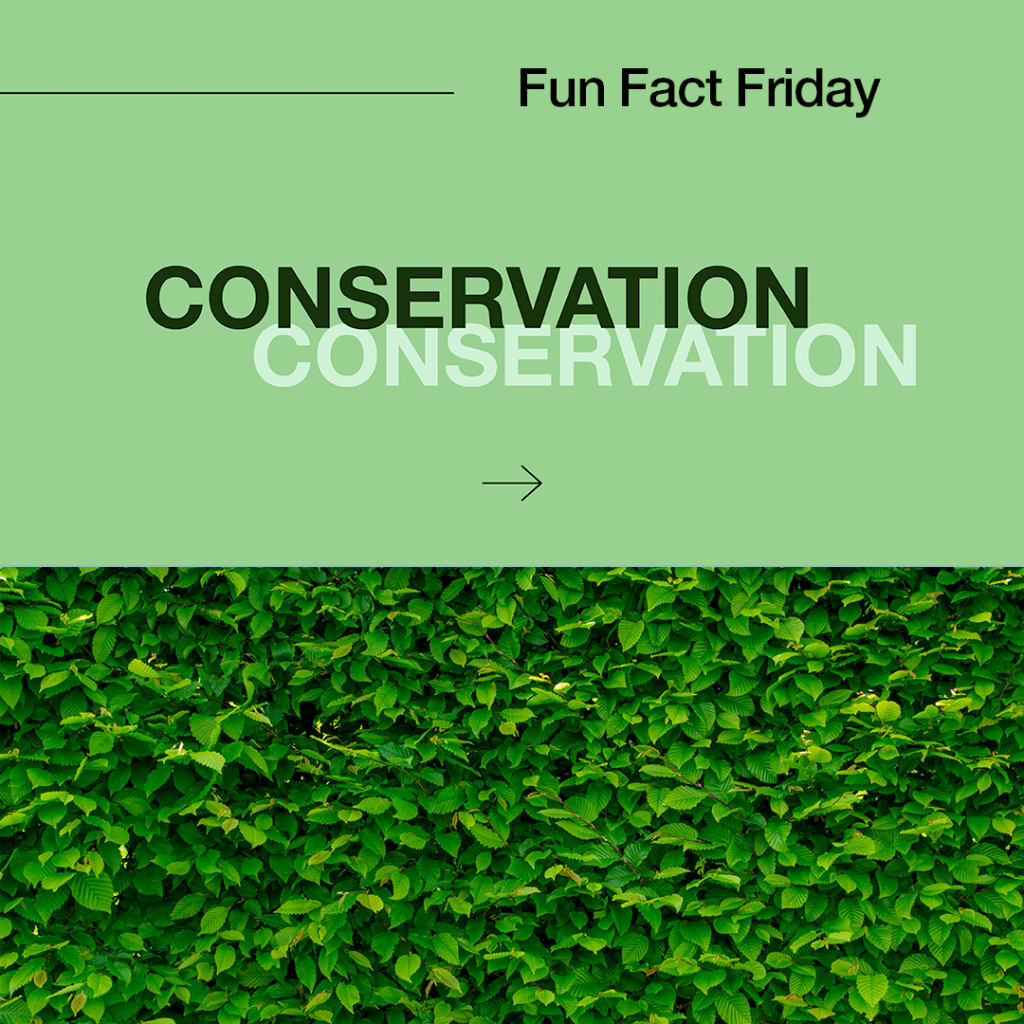 Week two: Conservation - Fun Fact Friday